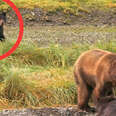  Brave Bear Mom Fights Off Male To Save Her Babies 