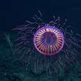 Translucent Jellyfish Looks Like Fireworks