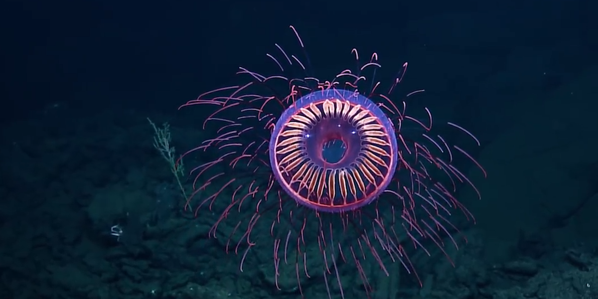 Translucent Jellyfish Looks Like Fireworks - Videos - The Dodo