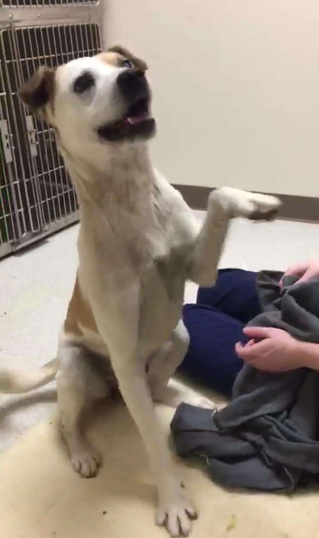 Dog lifting his paw up