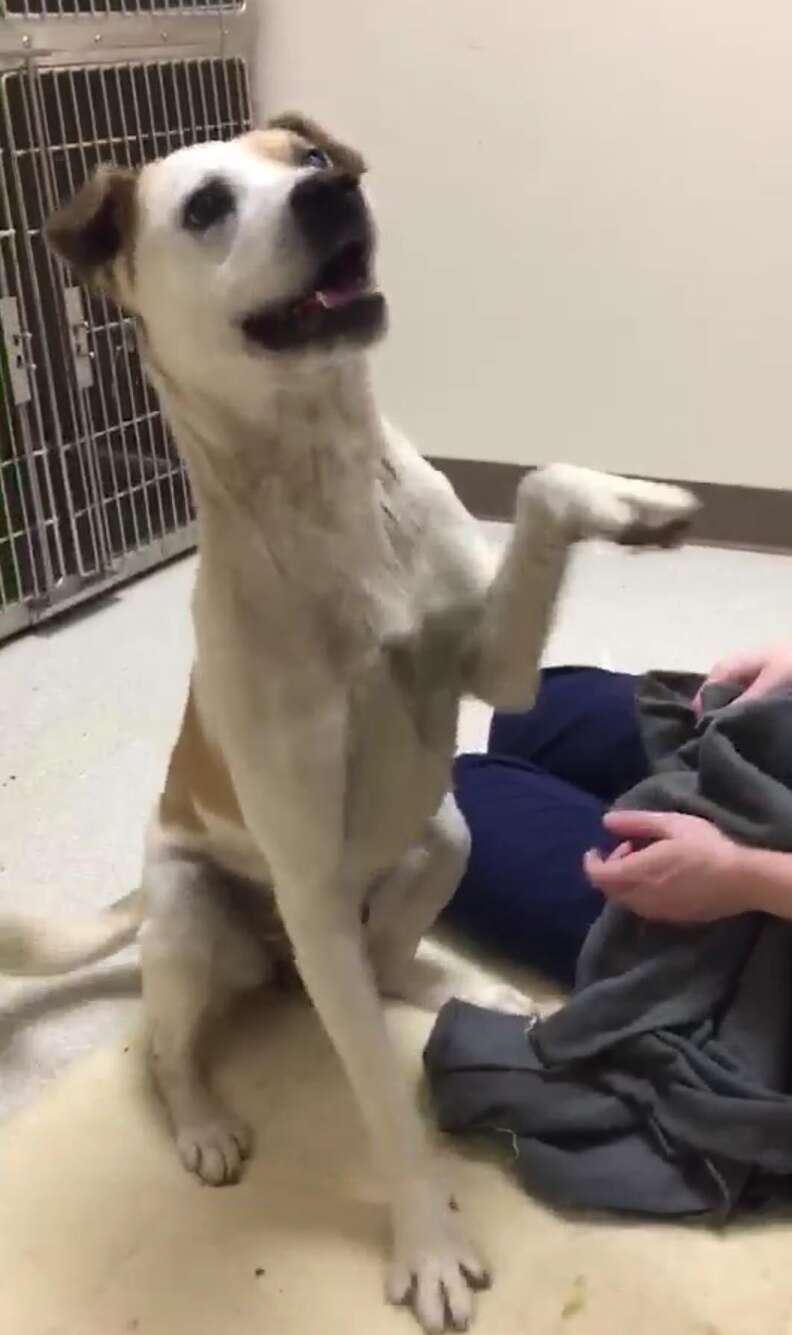 Dog lifting his paw up