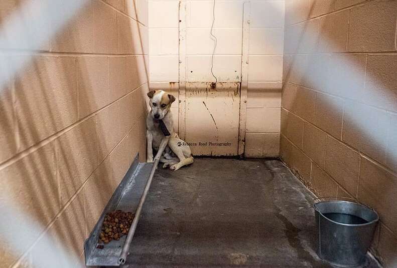 Shelter dog cowering at the back of a kennel