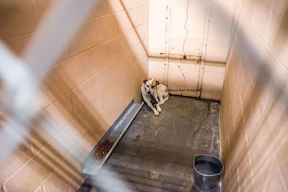 Dog cowering in the back of a kennel