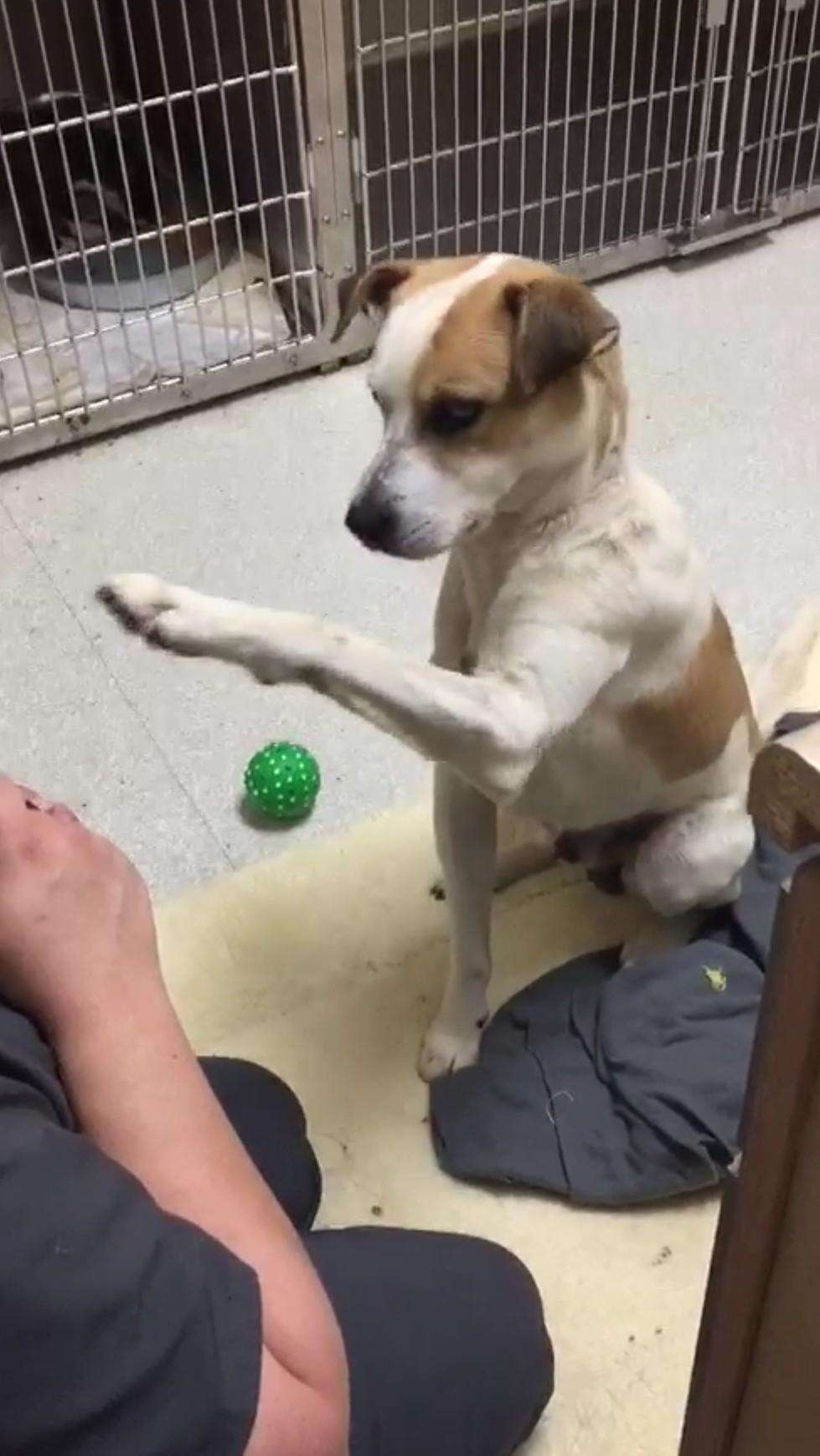 Rescue dog lifting his paw