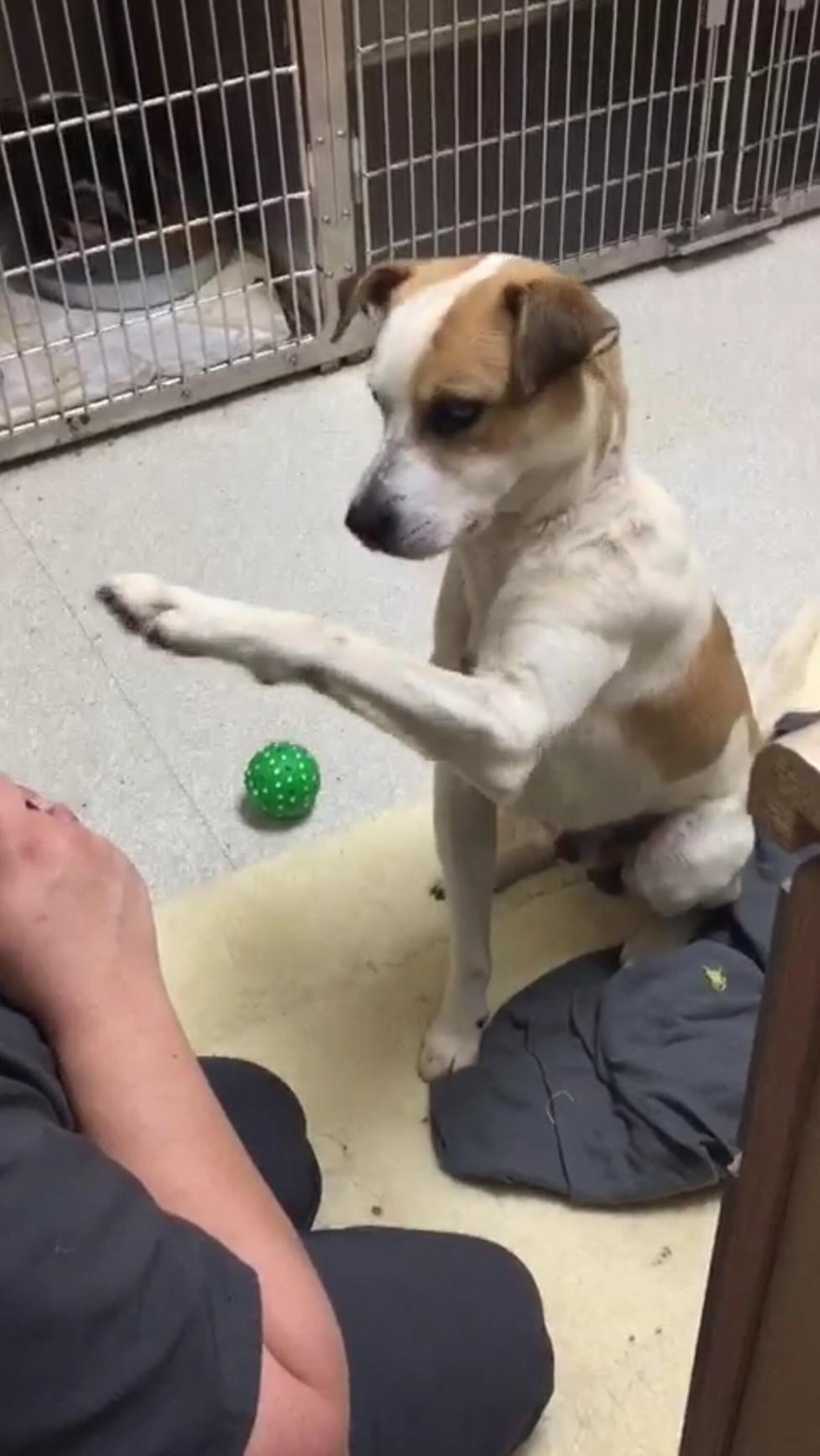 Neglected Shelter Dog Wouldn't Let Anyone Near Him For Days - The Dodo