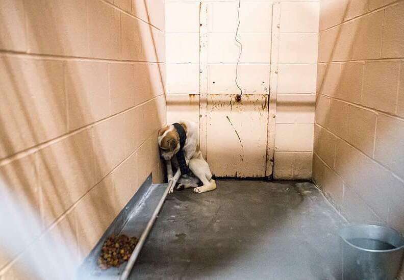 Shelter dog cowering in kennel