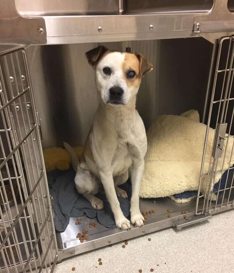 Rescue dog peeking out from his kennel