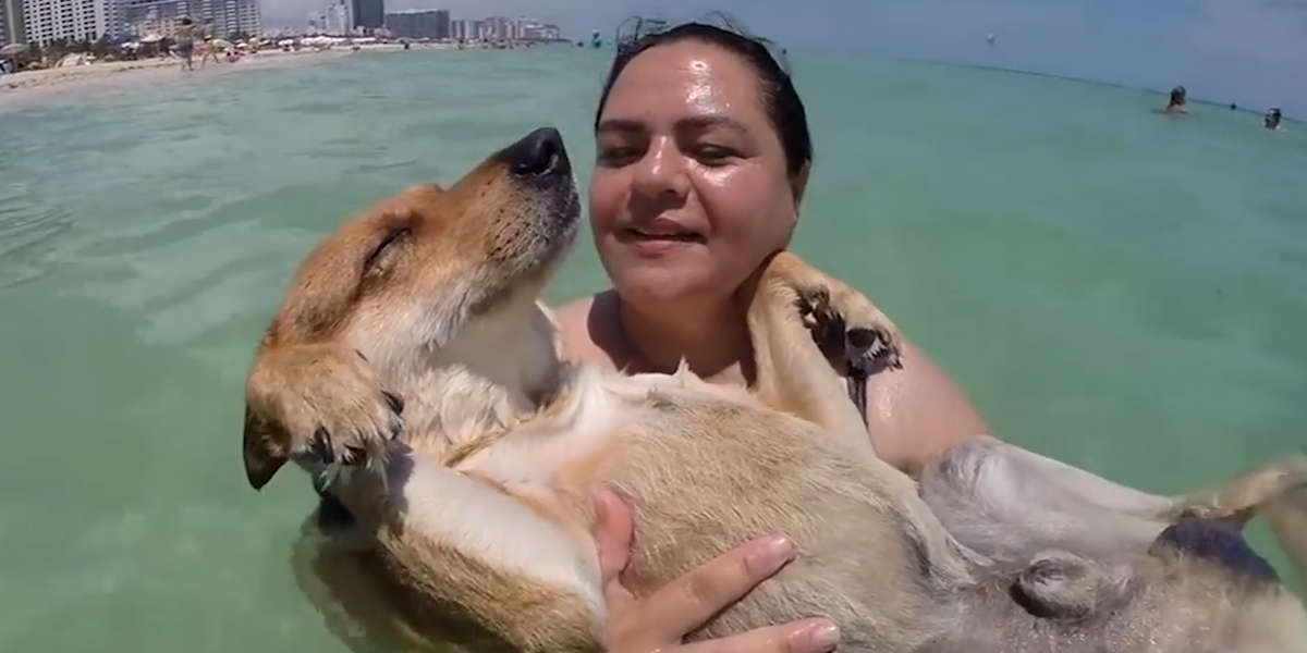 Dog Who Used To Be A Street Dog Loves His Life - Videos - The Dodo