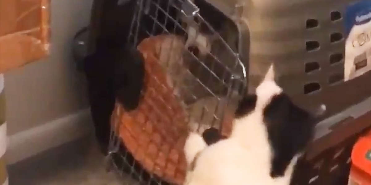Cat Breaks His Dog Siblings Out Of TimeOut Videos The Dodo