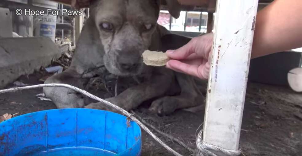 blind senior dog found in junkyard 