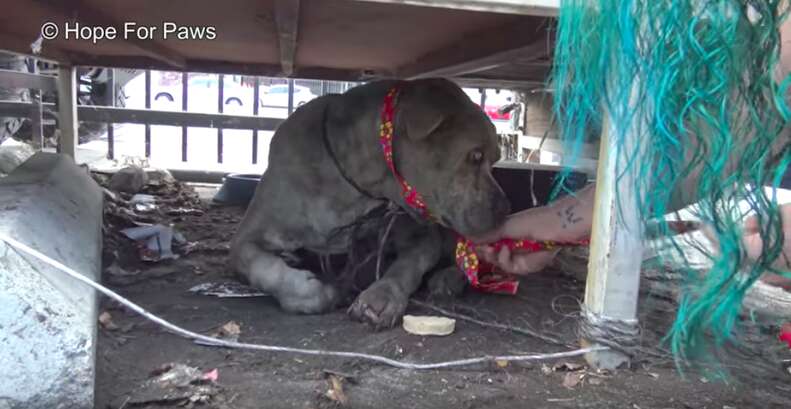 blind senior dog found in junkyard