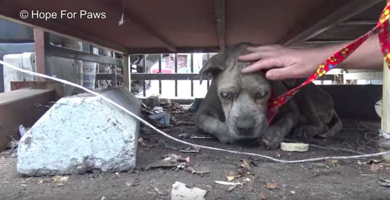 blind senior dog found in junkyard