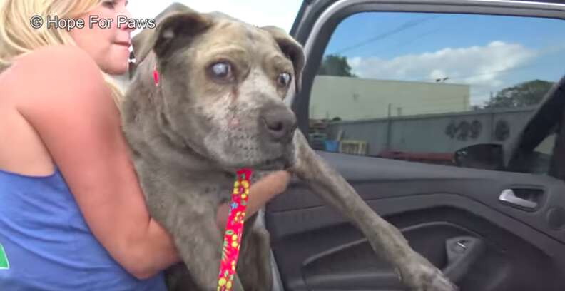 blind senior dog found in junkyard