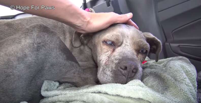 blind senior dog found in junkyard