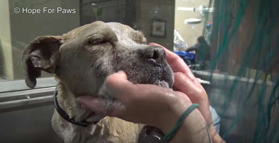 blind senior dog found in junkyard rescued 