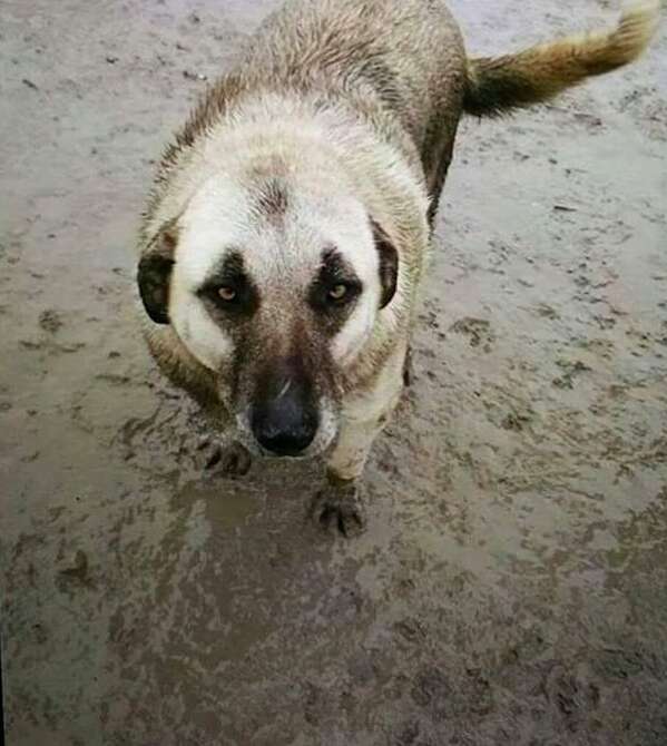 Old stray dog looking up at the camera