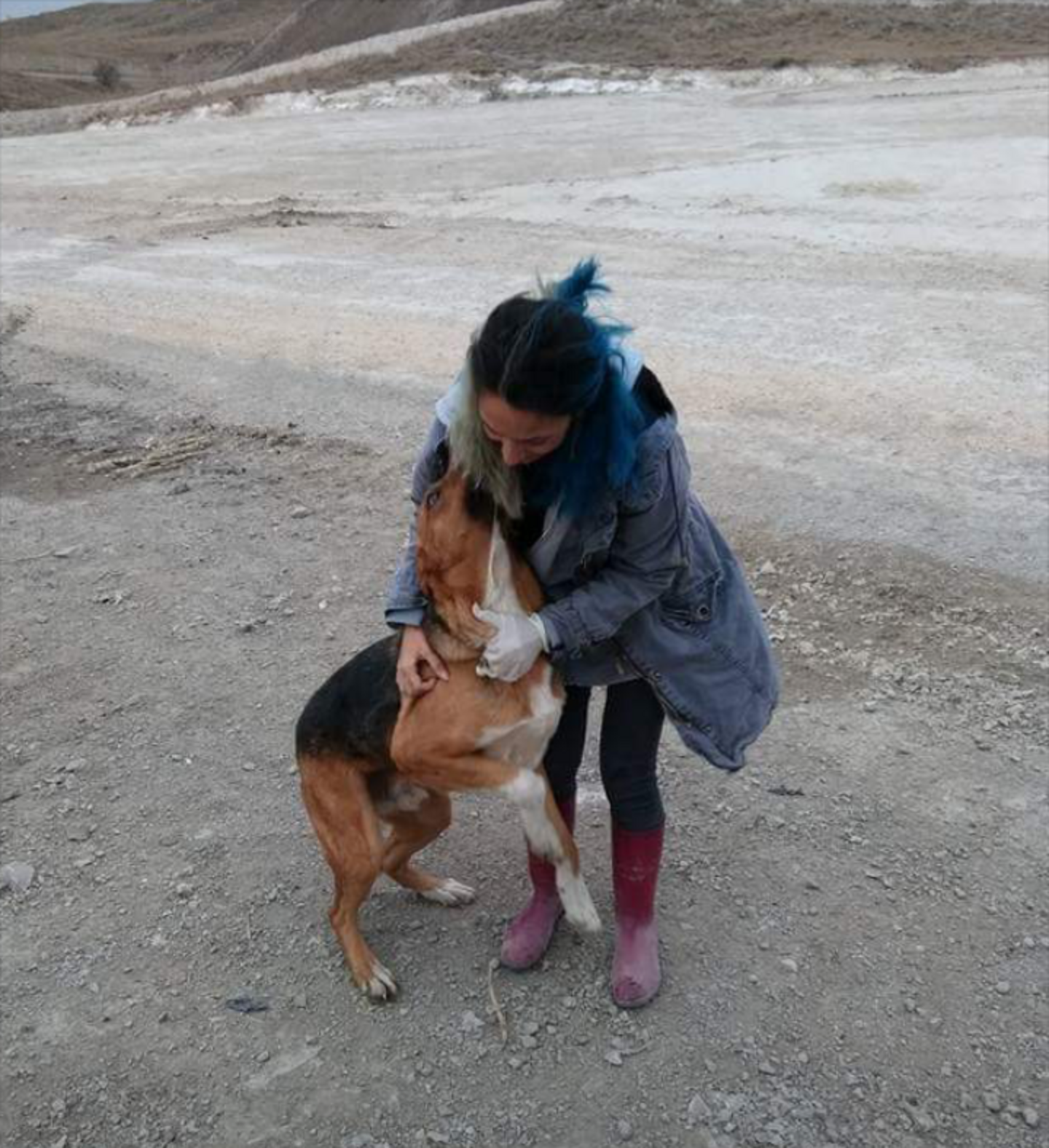 Stray Dog Rescued From Turkish Garbage Dump Has The Best Life Now - The ...