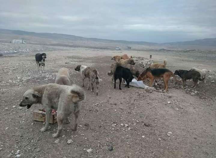 Stray dogs eating food at the landfill in Turkey