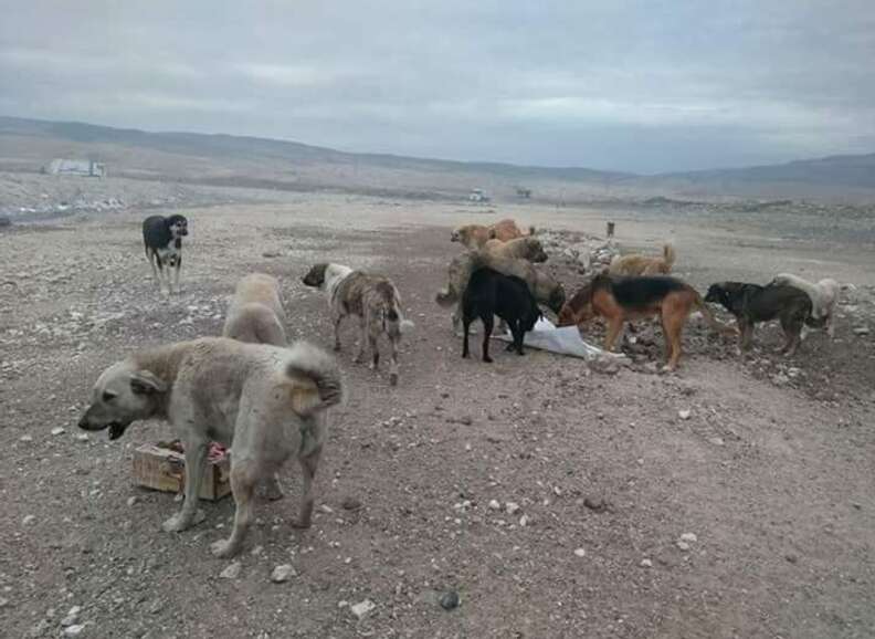 Stray Dog Rescued From Turkish Garbage Dump Has The Best Life Now