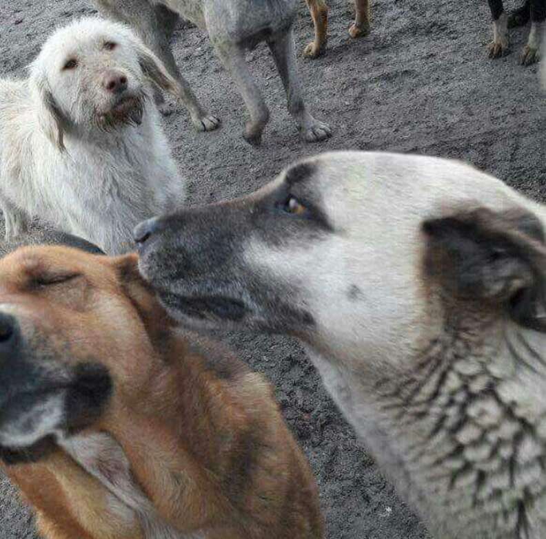 Stray Dog Rescued From Turkish Garbage Dump Has The Best Life Now