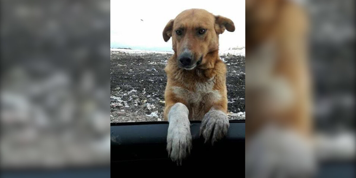 Stray Dog Rescued From Turkish Garbage Dump Has The Best Life