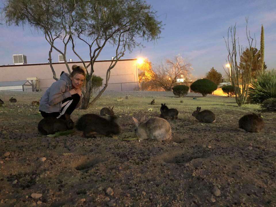 rabbits poisoned las vegas