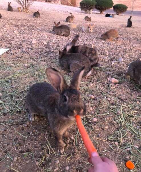 rabbits poisoned las vegas