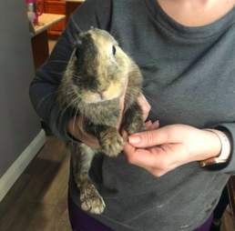 rabbit poisoned rescue las vegas