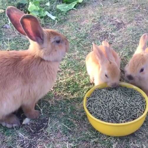 rabbit poisoned rescue las vegas