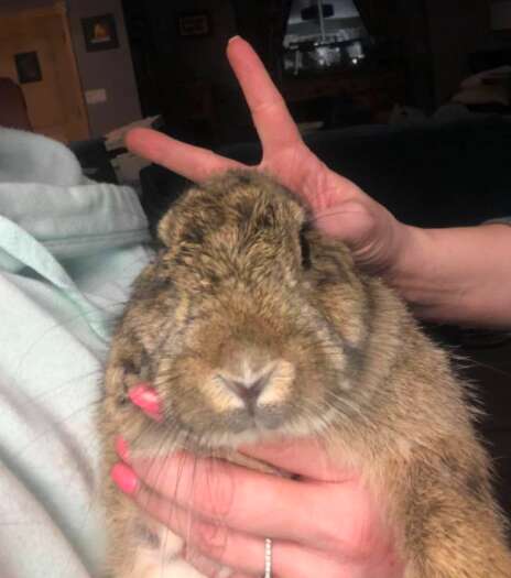 rescue rabbit poisoned las vegas