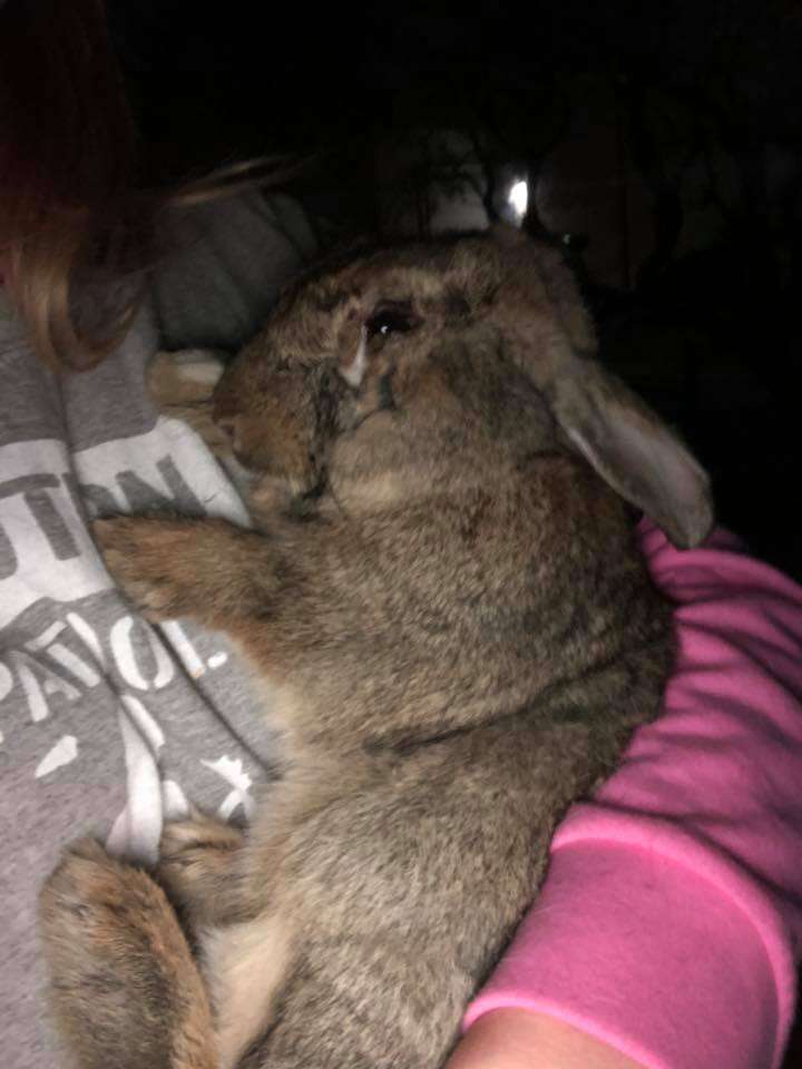 rabbit las vegas poisoned