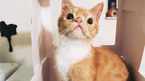 View of All These Special Needs Cats Have A Home — Thanks To One Couple ...