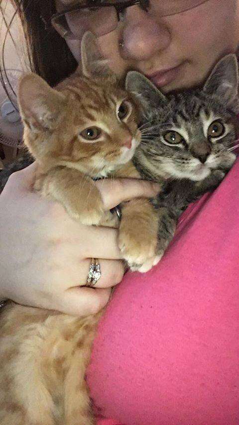 Rescue kitten siblings with person who adopted them in Wisconsin