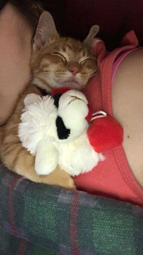 Rescue kitten Ares with stuffed animal