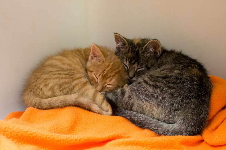 Rescue kitten siblings snuggling