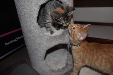 Rescue kitten siblings kissing