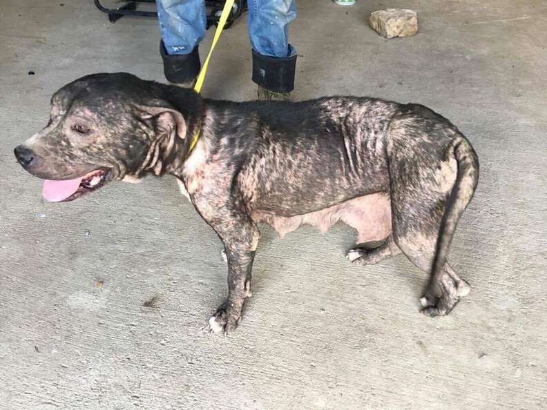 Dog saved from severe neglect in Lawrence County, Alabama
