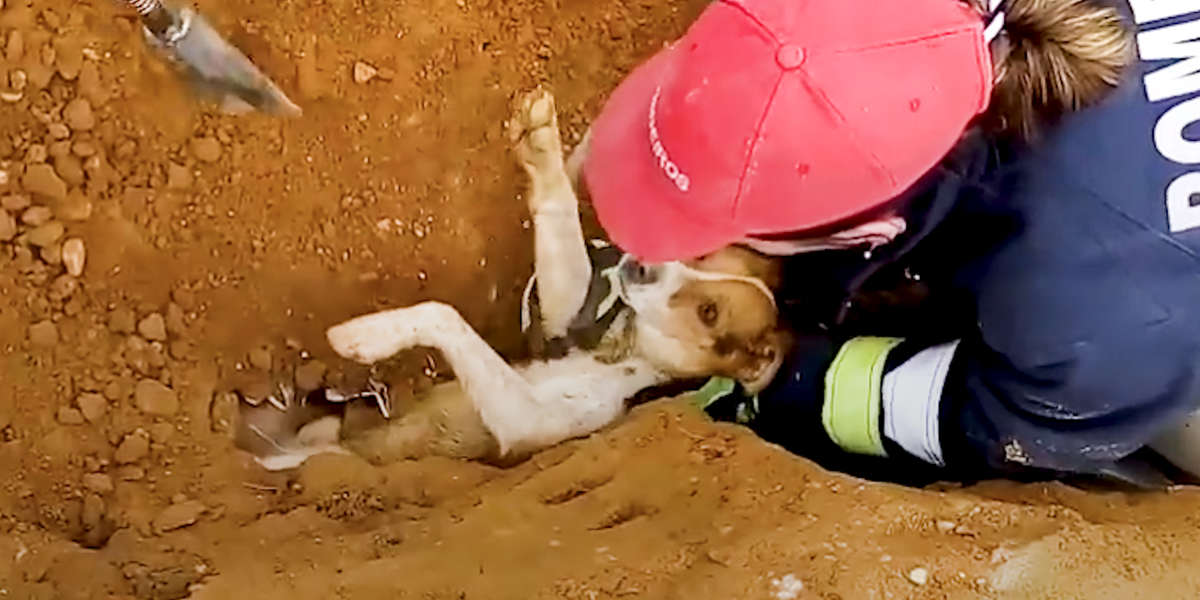 Dog Stuck In Pipe Underground Gets Rescued - Videos - The Dodo