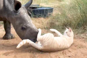 This Cat’s Best Friend Is A Baby Rhino