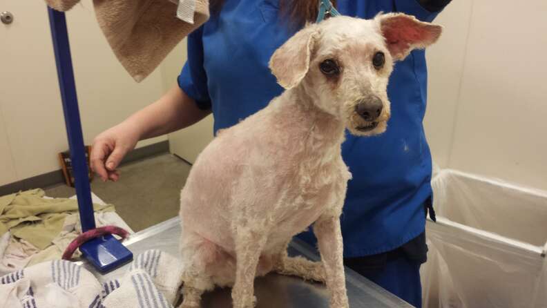 extremely matted dog shaved