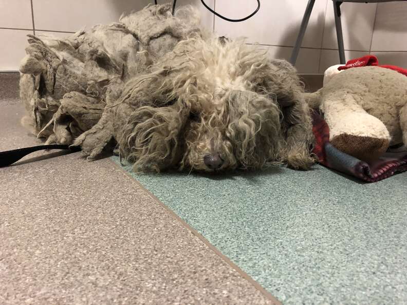 extremely matted dog