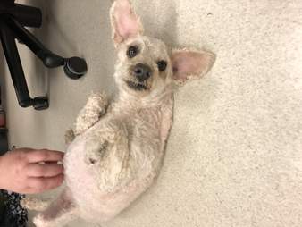 Neglected Dog Loses Pounds Of Matted Fur When Rescuers Shave Him - The Dodo