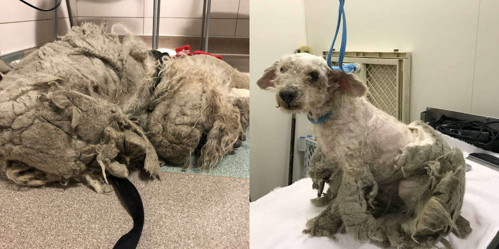 Neglected Dog Loses Pounds Of Matted Fur When Rescuers Shave Him