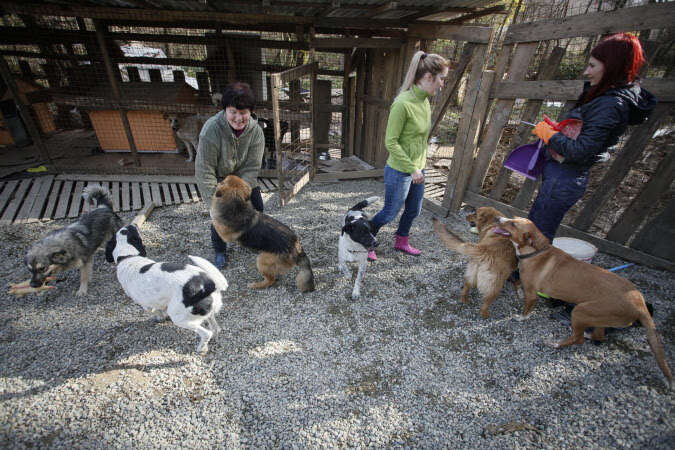 sochi dogs russia rescue