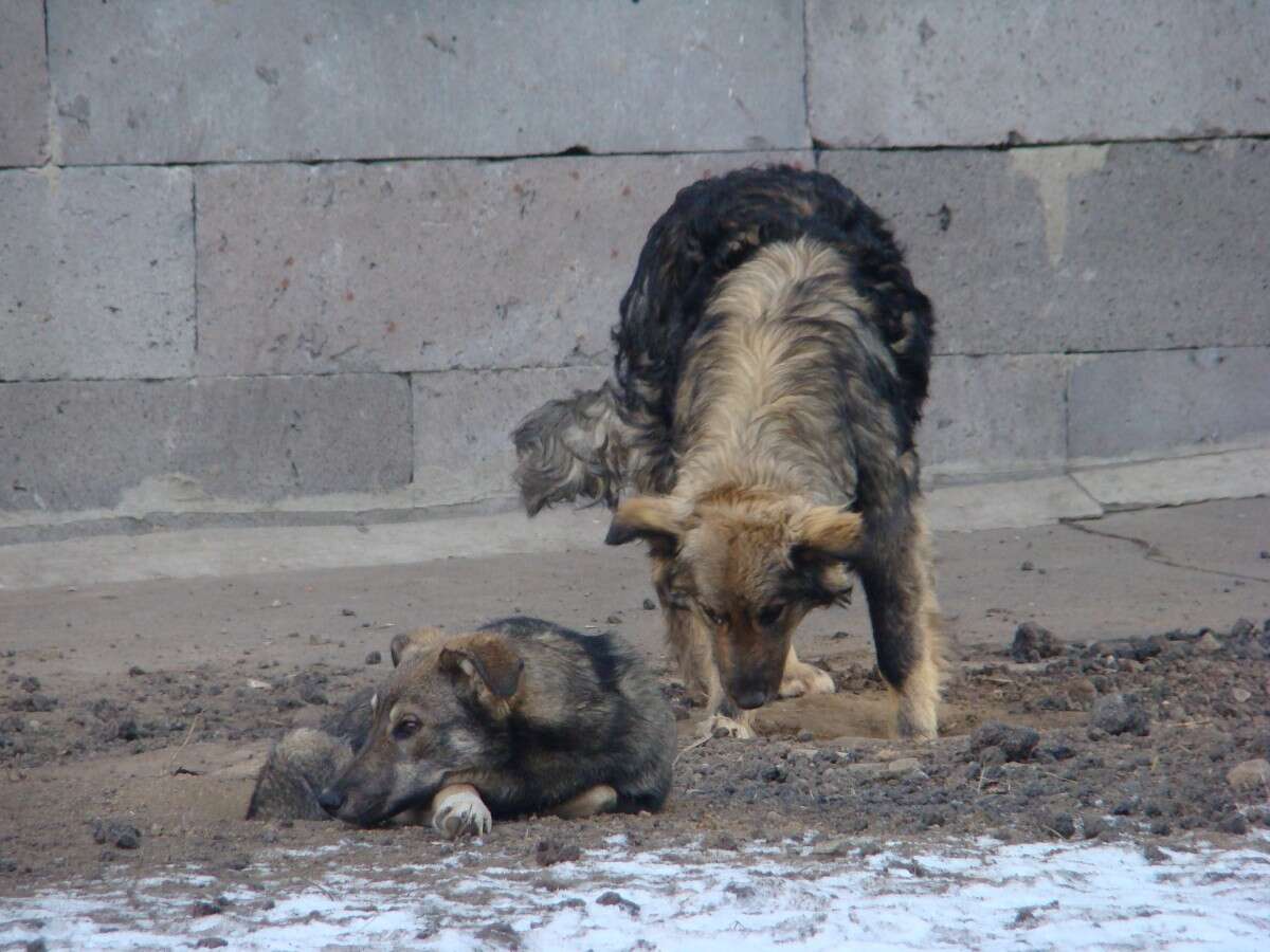 stray street dogs russia