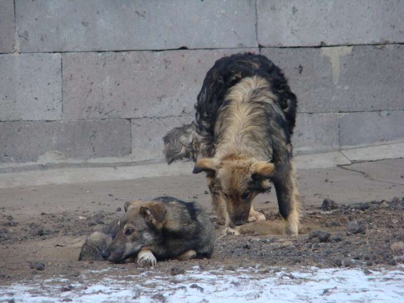 stray street dogs russia