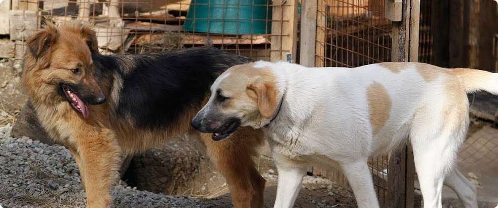 rescue russia stray dogs olympics world cup