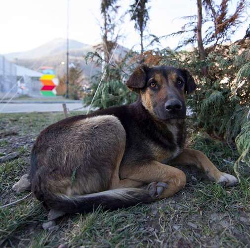 stray dog mother sochi russia