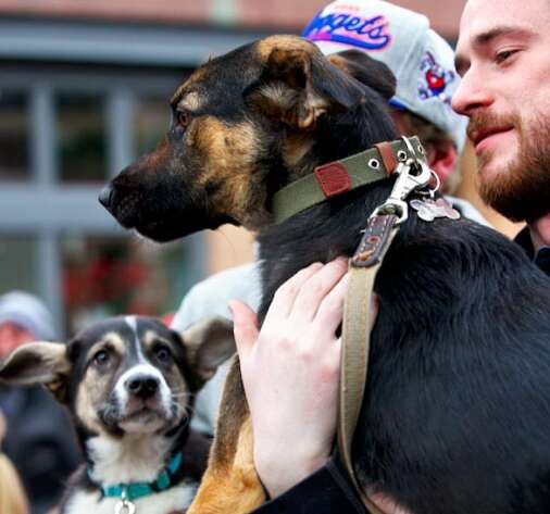 dog rescue sochi olympics world cup