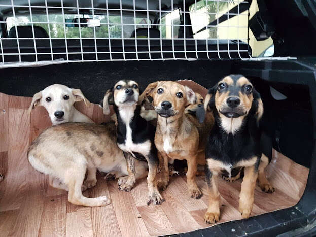 puppies rescue stray sochi russia